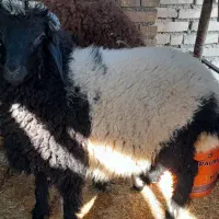 گوسفند بره