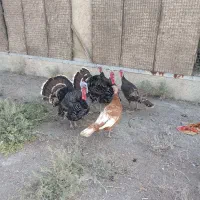 تخم بوقلمون|حیوانات مزرعه|بهارستان, |دیوار