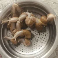 حلزون آلبینو ۲۰عدد بزرگ ۲ عدد تخمگذار