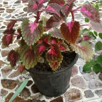 گل و گیاه طبیعی با قیمت مناسب