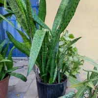 گل‌های طبیعی وسالم پرورش‌یافته باعشق توی خونه‌مون|گل و گیاه طبیعی|دلند, |دیوار