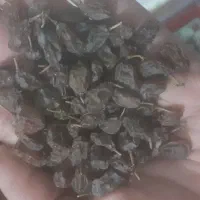 کشمش درجه ۱ ارگانیک پاک شده