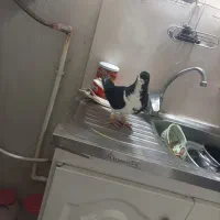 یه جفت ساده