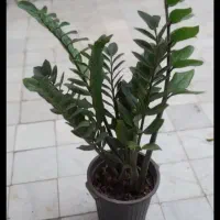 کادو روز مادر