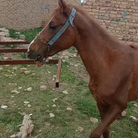 اسب|اسب و تجهیزات اسب‌سواری|قیدار, |دیوار