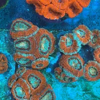 مرجان آکواریوم ابشور اب شور