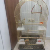 عروس هلندی