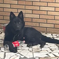 سگ ژرمن بلک نر ۱۳ ماهه