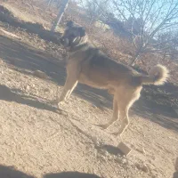 واگزاری سگ سرابی