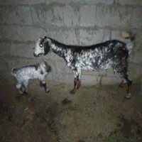 کهره نقشی با بچه ماده