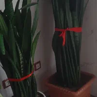 گل سانسوریا