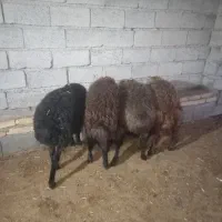 بره|حیوانات مزرعه|چهارباغ, |دیوار