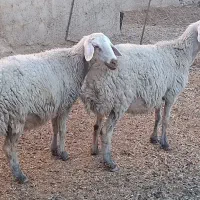 2 راس شک آبستن دره شهر|حیوانات مزرعه|دره شهر, |دیوار