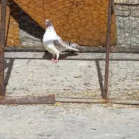 گرفته شب|حیوانات|کرمانشاه, |دیوار