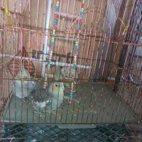 عروس هلندی سه ماهه