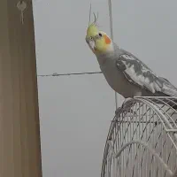 فروش پرنده عروس هلندی|پرنده|الوند, |دیوار