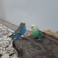 دوتا  مرغ عشق  نر|پرنده|مشهد, گلشور|دیوار