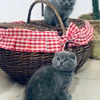 گربه اسکاتیش فولد و آنفولد