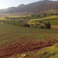 اجاره-زمین-کشاورزی