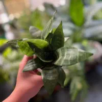 انواع گل های آپارتمانی|گل و گیاه طبیعی|رحیم‌آباد, |دیوار