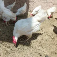 فوری مرغ و خروس سفید بر**مید**ارم