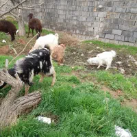 کود حیوانیِ گوسفند