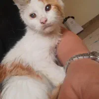 واگذاری رایگان