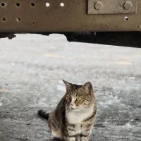 nothing 3A pro|موبایل|شیراز, شیخ روزبهان|دیوار