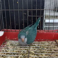 راهبه آبی  نرمخور