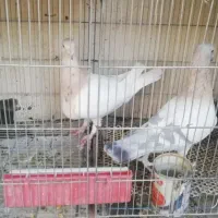 سرور شهرستانی هفت رنگ|پرنده|تهران, دستغیب|دیوار