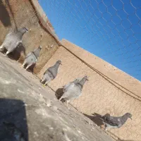 سه جفت جوجه ذات یگانه مولدای خودم