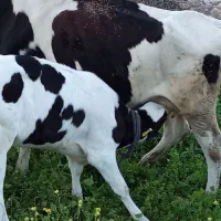 دوراس گاووگوساله