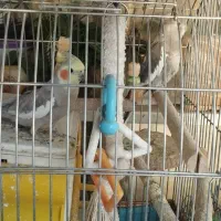 جفت مولد عروس هلندی|پرنده|تهران, افسریه شمالی|دیوار