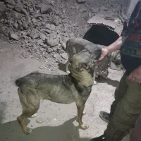 پژدر 10ماهه نر|سگ|رودبار, |دیوار