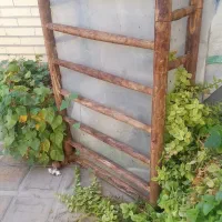 ۴ عدد حلزون طبی مناسب جوانسازی و باکس چوبی