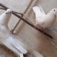 یک جفت کبوتر پرشی بشرط