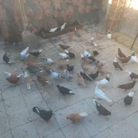 کفتر