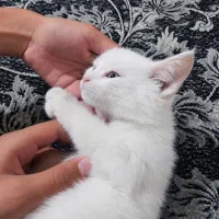 جوجه گربه پشمالو