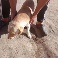 حیوانات|سگ|سبزوار, قصبه شرقی|دیوار