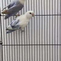 جفت طوطی کوتوله|پرنده|مشهد, شاهد (شهرک غرب)|دیوار