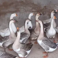 فروش قوغاز  نر و ماده