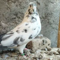 ماده چلچله کاکلی و نر فولادی|پرنده|آران و بیدگل, |دیوار