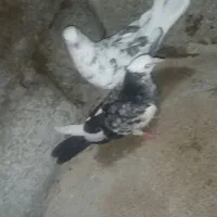 ۳عدد کبوتر خوب کاشانی 250 شازده 200 طوقی 250|پرنده|مسجد سلیمان, |دیوار