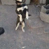 سگ پا کوتاه