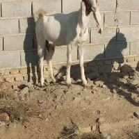 بز پاکستانی|حیوانات مزرعه|انبارآلوم, |دیوار