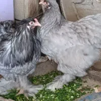 مرغ و خروس برهما