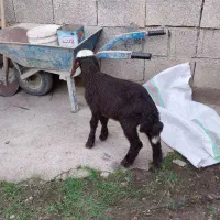 گوسفند قصابی با بره نر افشاری|حیوانات مزرعه|علیآباد کتول, |دیوار