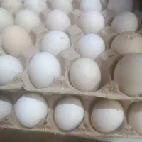 تخم مرغ گلین