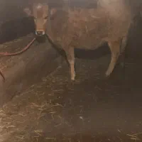 فروش گوساله ماده