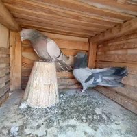 کبوتر اصفهانی کاغذی سینه طلای